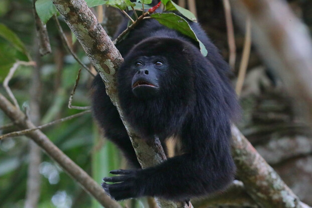 Alouatta pigra Caracol Belize3-23 ASliwa IMG_3398