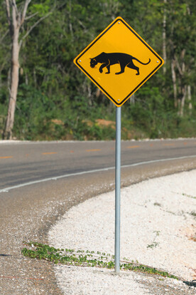 Jaguar sign Runaway Creek Belize3-23 ASliwa IMG_2794