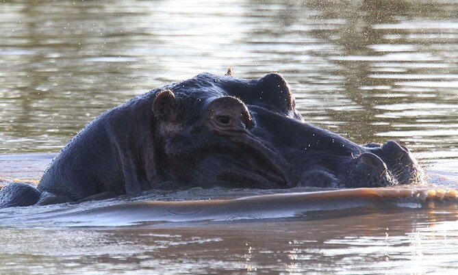 Hippo Swazi