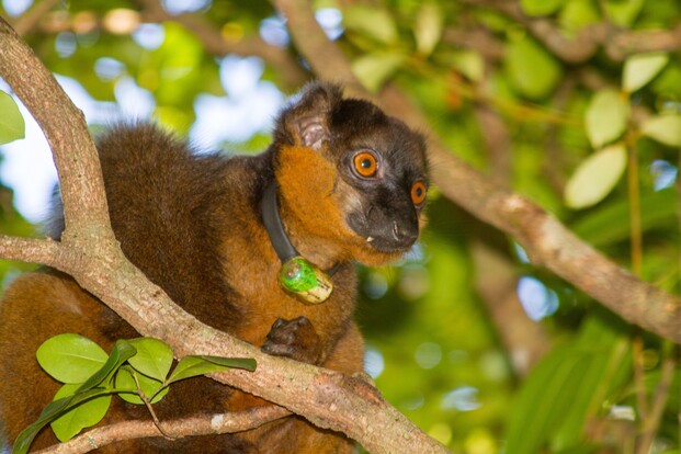 Eulemur collaris-male-MM-StLuce-1062