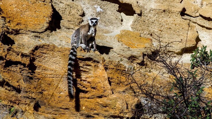Lemur-catta-MM-Isalo-2528
