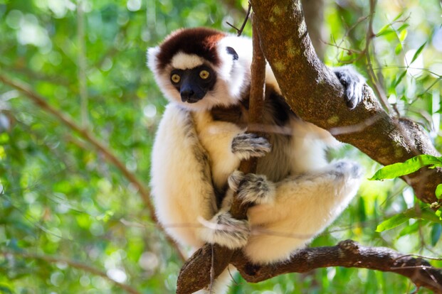 Propithecus-verreauxi-MM-Berenty-0792