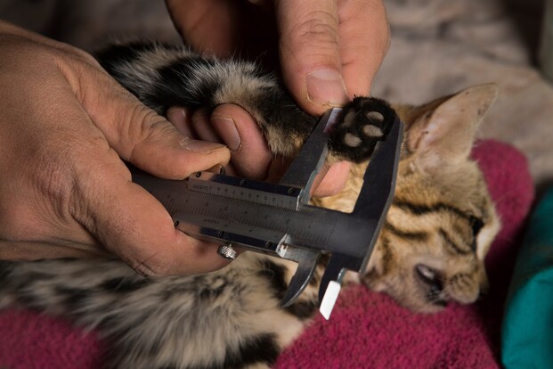 IMG-259245-Black-footed-Cat-Research-South-Africa-Sebastian-Kennerknecht