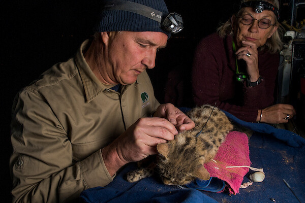 IMG-260663-Black-footed-Cat-Research-South-Africa-Sebastian-Kennerknecht