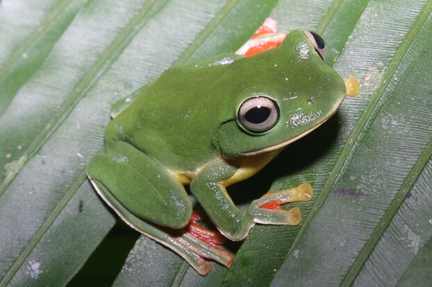 Vietnam Frosch