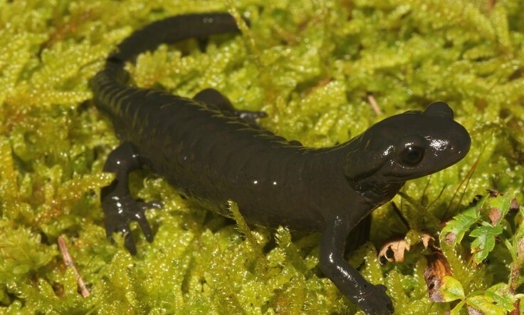 Alpensalamander