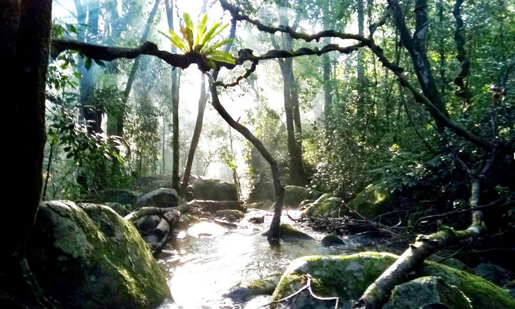 Bidoup_forest_shot