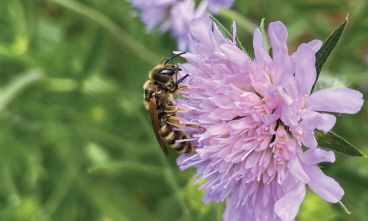 Gelbbindige Furchenbiene_Halictus scabiosae