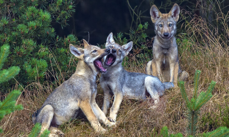 gomille2671-wildwolves-gp-new4-print