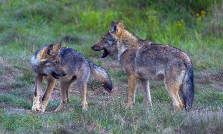 gomille6863-v-wildwolves-new3-800-online