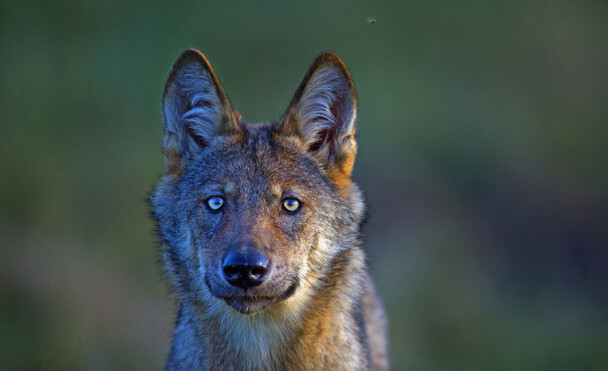 gomille7634-wildwolf-kos5-800-online