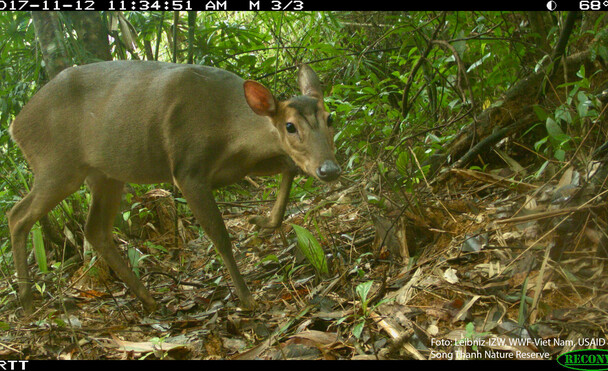 Large-antlered muntjac. Copyright Leibniz-IZW, WWF-Viet Nam, USAID & Song Thanh Nature Reserve