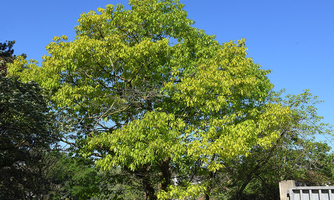 257 Amerikanische Roteiche-Quercus rubra 