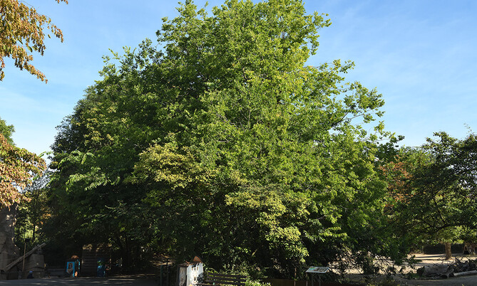 Amerikanischer Zürgelbaum-Celtis occidentalis 2