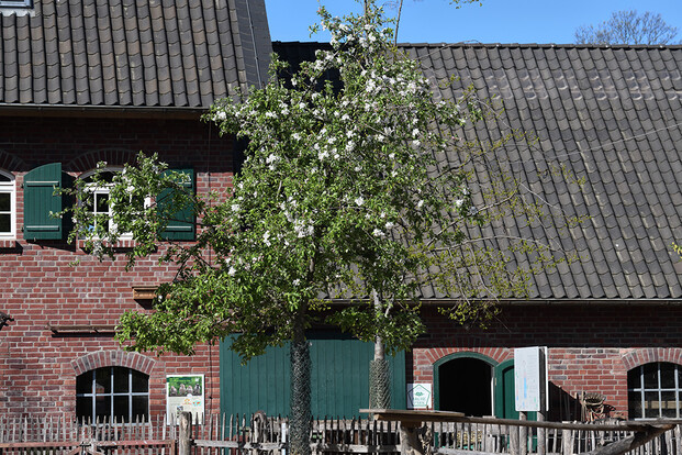 Apfelbaum mit weißen Blüten vor einem roten Backsteinhaus mit grünem Tor und Fenstern.