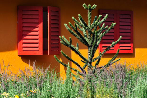 Grüne Araukarienpflanze vor einer orangefarbenen Hauswand mit zwei roten Fensterläden, umgeben von Gras und Blumen.