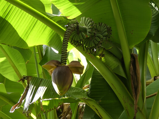 Bananenblüte zwischen Banananeblättern