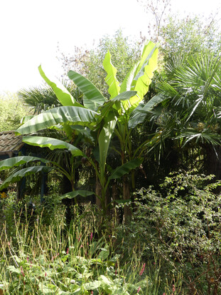 Bananenpflanze mit großen grünen Blättern in einem Garten mit weiteren Sträuchern und Pflanzen.