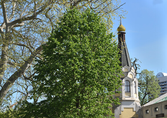 Großer Baumhasel-Baum mit grünen Blättern neben einem Turm mit goldener Kuppel und Fenstern, blauer Himmel im Hintergrund.