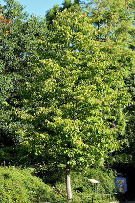 Baumhasel vor einer grünen Hecke