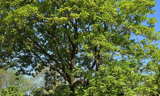 226 Bergahorn-Acer pseudoplatanus