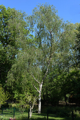 Birke mit weißer Rinde und grünen Blättern in einem Park mit weiteren Bäumen und blauem Himmel.