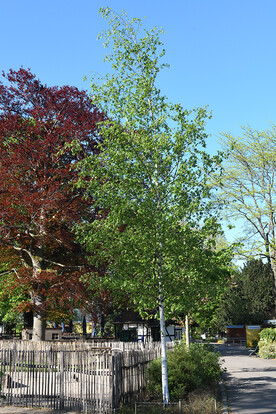 Birke mit schlankem Stamm und grünen Blättern neben einem Baum mit roten Blättern in einem Park bei blauem Himmel.