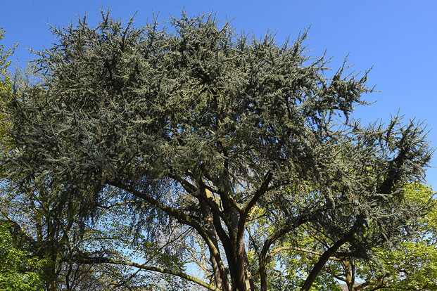 Krone einer großen, bläulich-grünen Atlaszeder mit ausladenden Ästen vor  blauem Himmel.