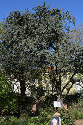 Große, bläulich-grüne Atlaszeder mit ausladenden Ästen vor einem hellen Gebäude und blauem Himmel.