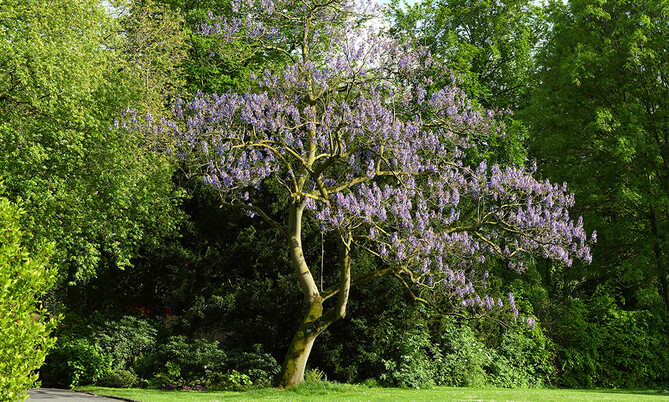 117 Blauglockenbaum2-Paulownia tomentosa