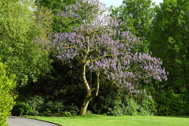 Blauglockenbaum mit lila Blüten auf einem Rasen neben einem Weg, umgeben von grünen Bäumen und Sträuchern.