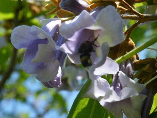 Nahaufnahme eines Blauglockenbaumblütenstands mit einer schwarzen Biene auf einer hellvioletten Blüte, grünes Laub im Hintergrund.