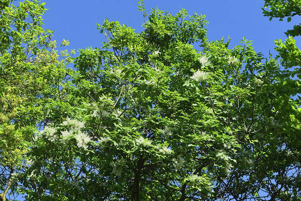 Krone eines Blumeneschenbbaumes mit grünen Blättern und weißen Blüten vor blauem Himmel.