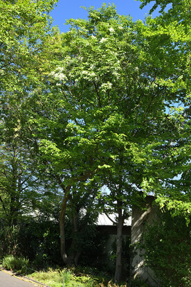 Zwei hohe Eschenbäume mit grünen Blättern und weißen Blüten vor einem Haus und blauem Himmel.