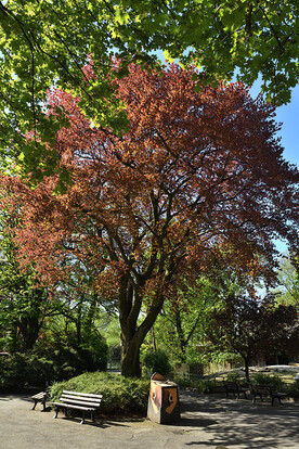 Großer Baum mit rotbraunen Blättern, umgeben von grünen Bäumen und Parkbänken auf gepflastertem Platz.