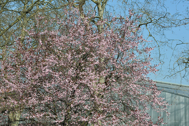 Blühender Blutpflaumenbaum mit rosa Blüten vor blauem Himmel und weiteren kahlen Bäumen im Hintergrund.