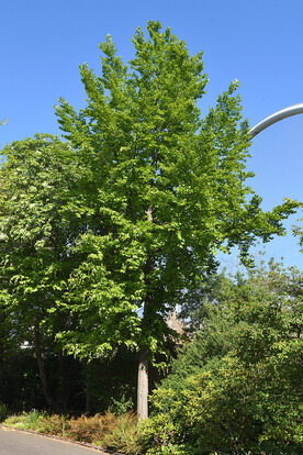 Hoher, grüner Rotbuchenbaum mit dichtem Laub vor blauem Himmel an einem Weg.