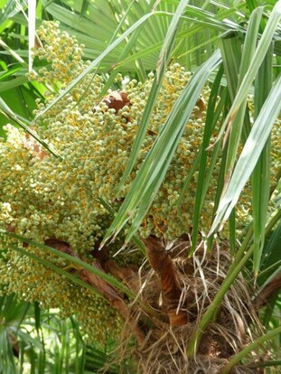 Nahaufnahme einer chinesischen Hanfpalme mit grünen, langen Blättern und gelblichen Blütenständen.