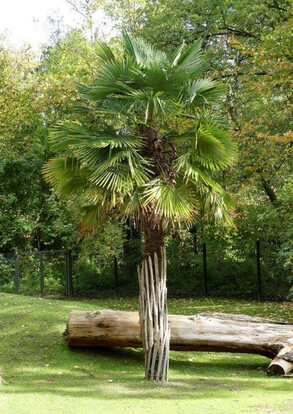 Chinesische Hanfpalme mit fächerförmigen Blättern auf grünem Rasen, im Hintergrund Baumstamm und Wald.