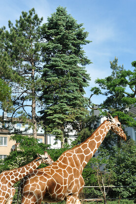 Zwei Giraffen mit braunem Fell und weißem Fleckenmuster stehen vor hohen Nadelbäumen und Gebäuden unter blauem Himmel.