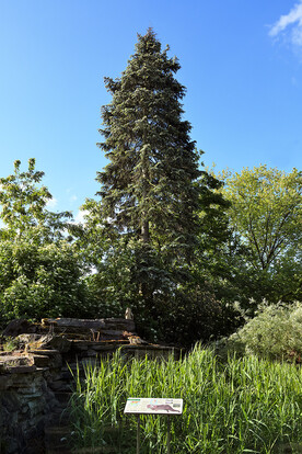 Hoher, schlanker Nadelbaum mit grünen Nadeln, umgeben von Sträuchern und Gras unter blauem Himmel.