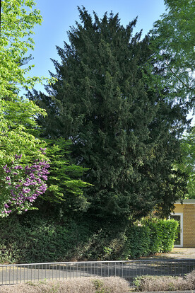 Großer, dichter, dunkelgrüner Eibenbaum (Taxus baccata) in einem Garten neben einem Haus mit gelber Fassade.