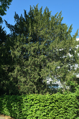 Hoher, dichter Eibenbaum mit dunkelgrünen Nadeln vor blauem Himmel und grünem Busch im Vordergrund.