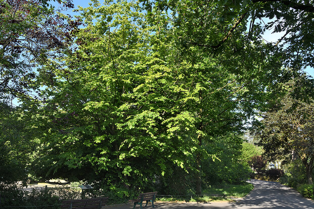Großer, dicht belaubter Eisneholz-Baum mit grünen Blättern an einem sonnigen Weg in einem Park.