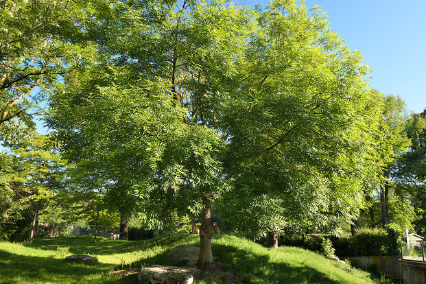Grüner Eschenbaum (Fraxinus excelsior) mit dichtem Laub auf einer grasbewachsenen Anhöhe unter blauem Himmel.