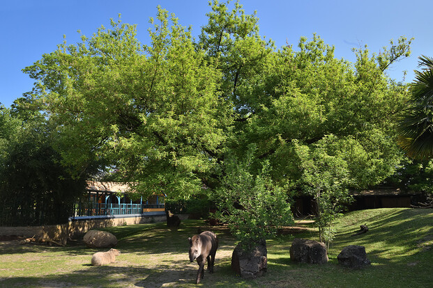 Großer Eschenahorn mit grünen Blättern auf einer Wiese, davor ein Tapir und mehrere große Steine.
