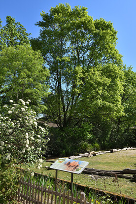 Großer Feldahorn mit grünen Blättern in einer Kamelanlage, davor Infotafel und Holzzaun bei sonnigem Himmel.