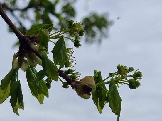 Zweig eines Feldahorns mit grünen Blättern und kleinen Blüten vor hellem Himmel.