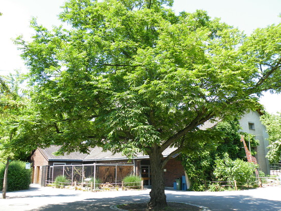 Großer Flügelnuss-Baum mit dichtem, grünem Laub vor einem eingeschossigen Gebäude mit braunem Dach.