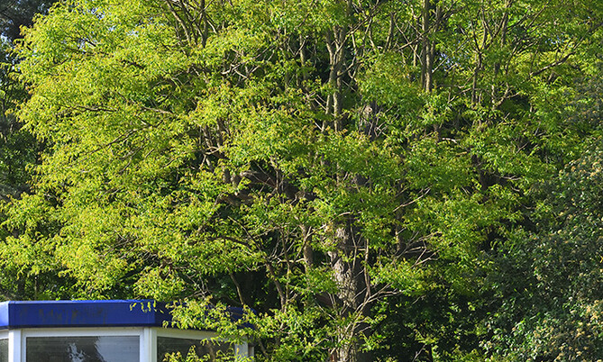 453 Geweihbaum-Gymnocladus dioica